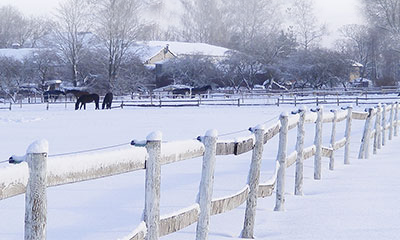 “Snowed Inn” by Kate Palmer, as enjoyed by librarian Vivian Milius