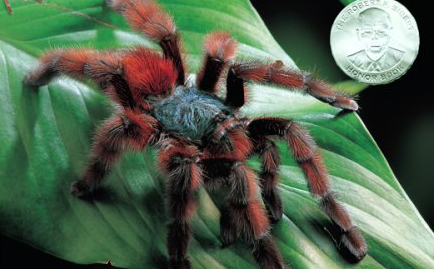 “The Tarantula Scientist” by Sy Montgomery