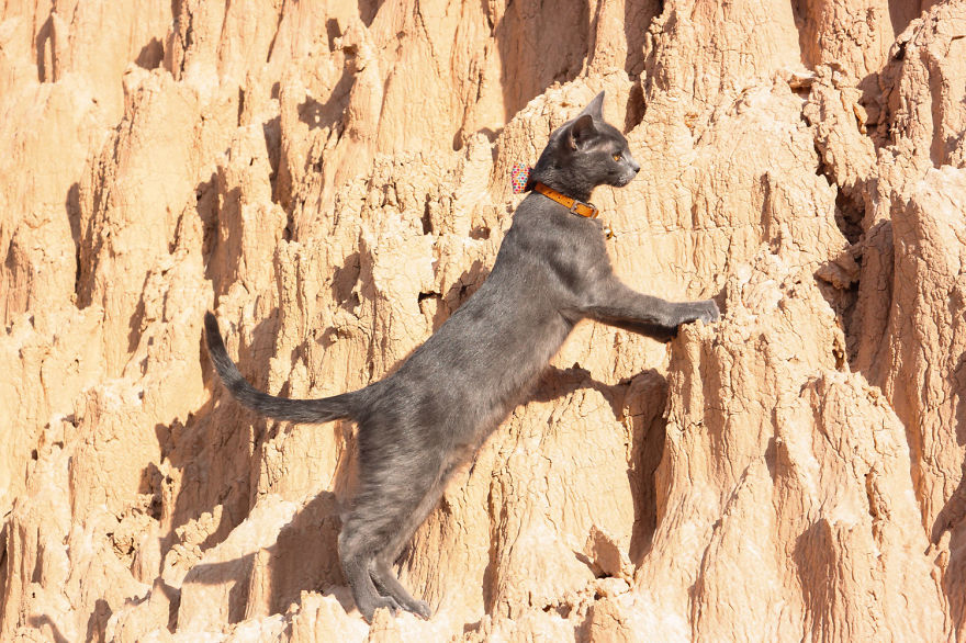 Adventure cat rock climbing