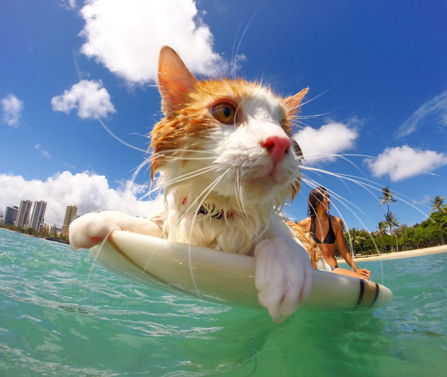 Adventure cat surfing