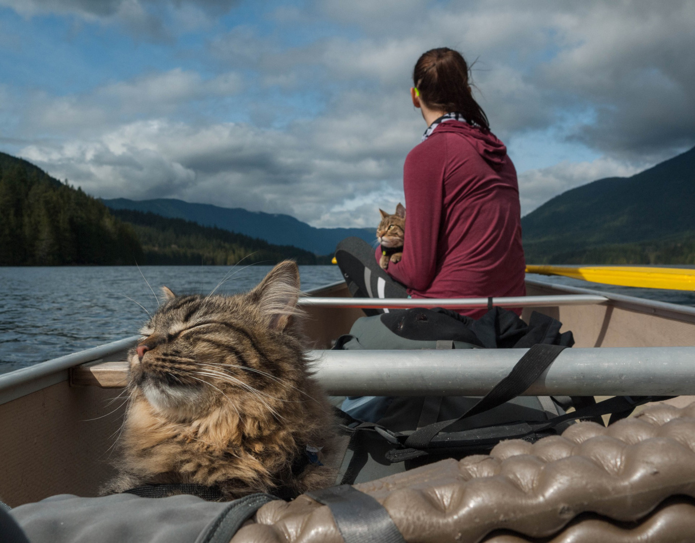 Adventure cats enjoying a boat ride
