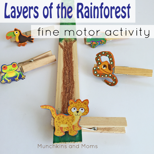 Layers of the Rainforest