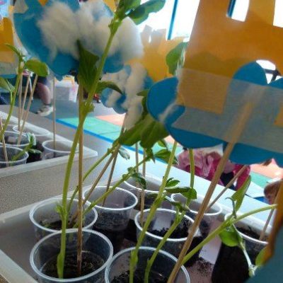 beanstalk sprouts activity