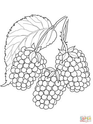 blackberry-coloring-page