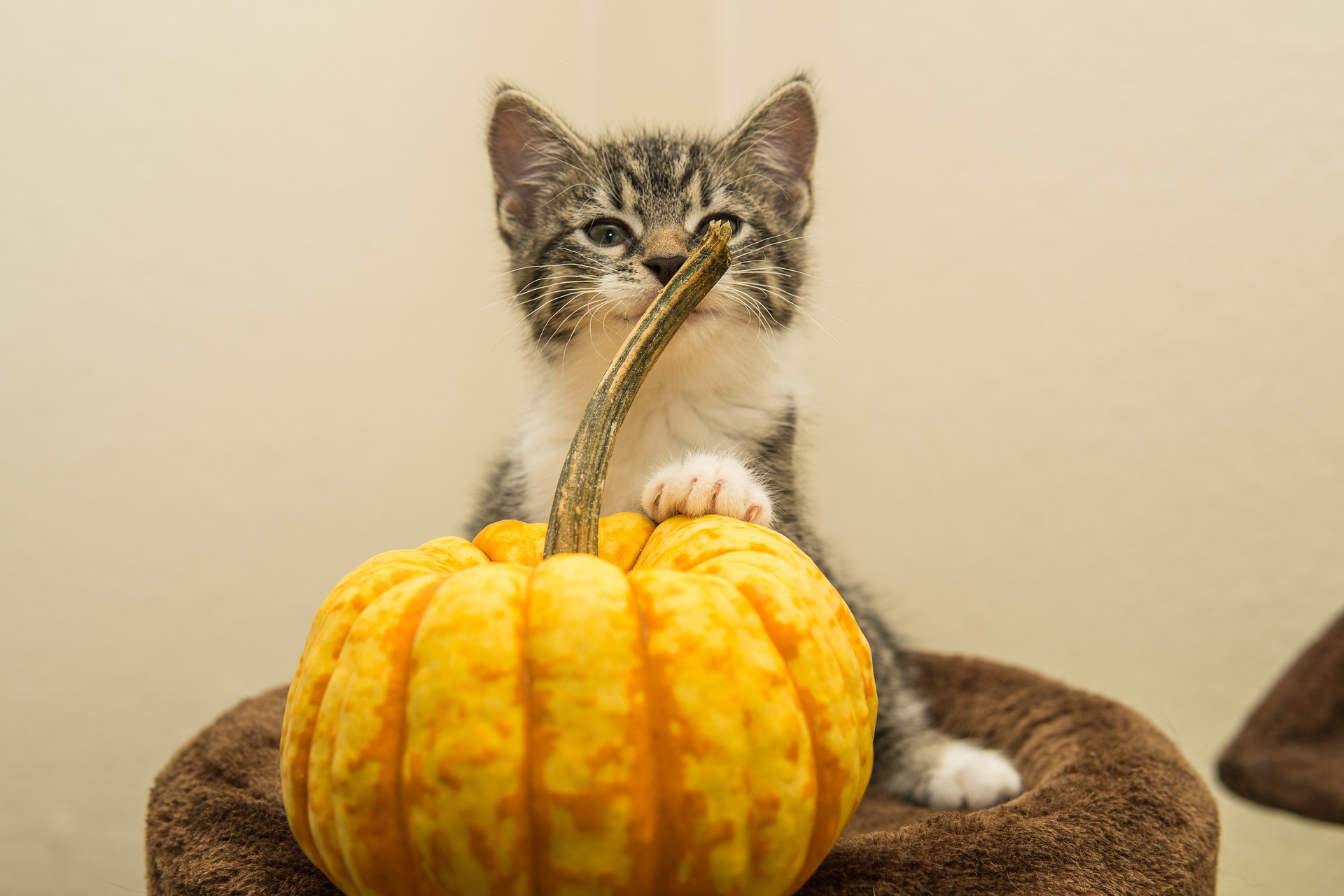 Story Time – Creepy Cats