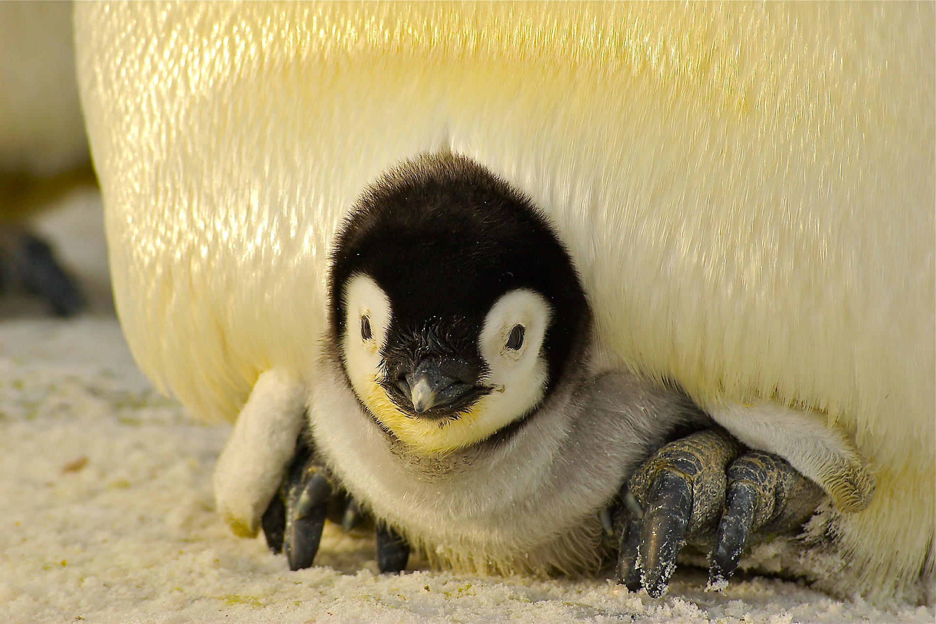Book Babies: Penguin Fun!