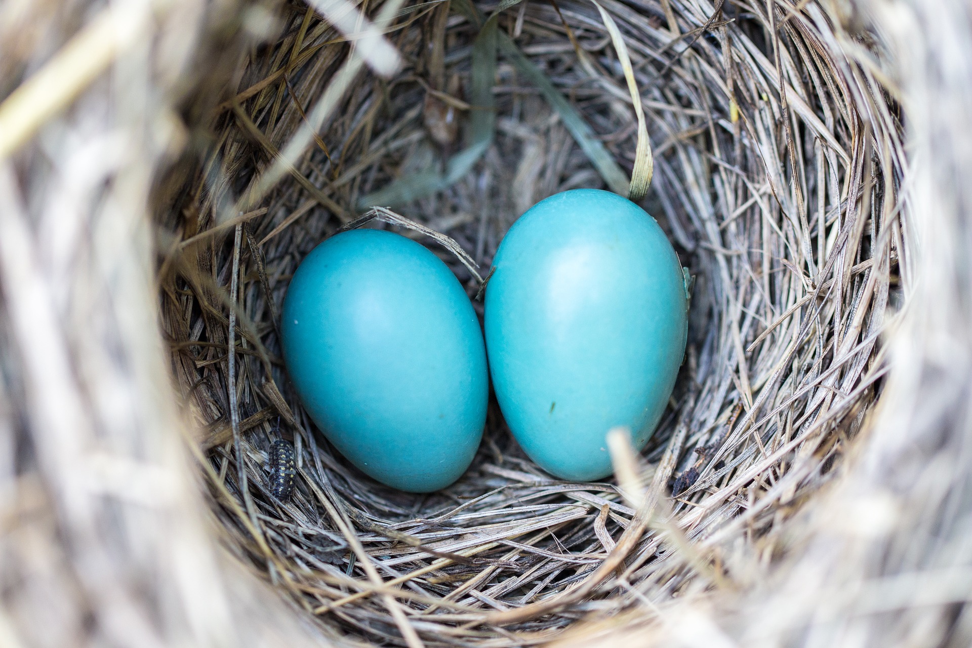 Story Time: Eggceptional Eggs