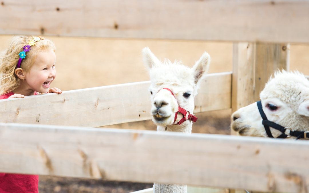 Story Time: Llamas and Alpacas!