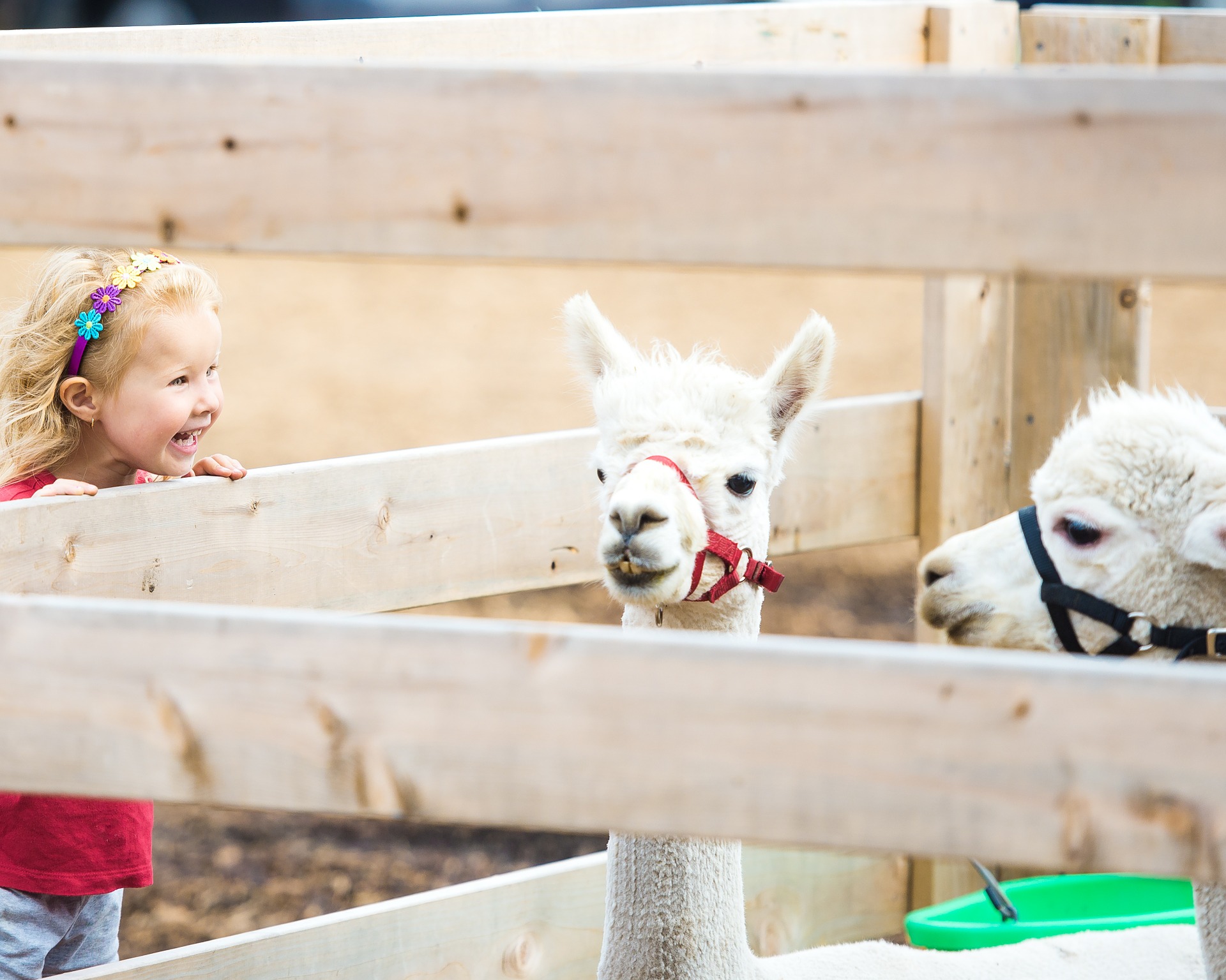 Story Time: Llamas and Alpacas!