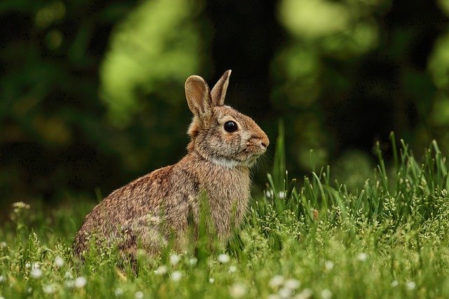 Book Babies + Toddler Time: Rabbits & Bunnies