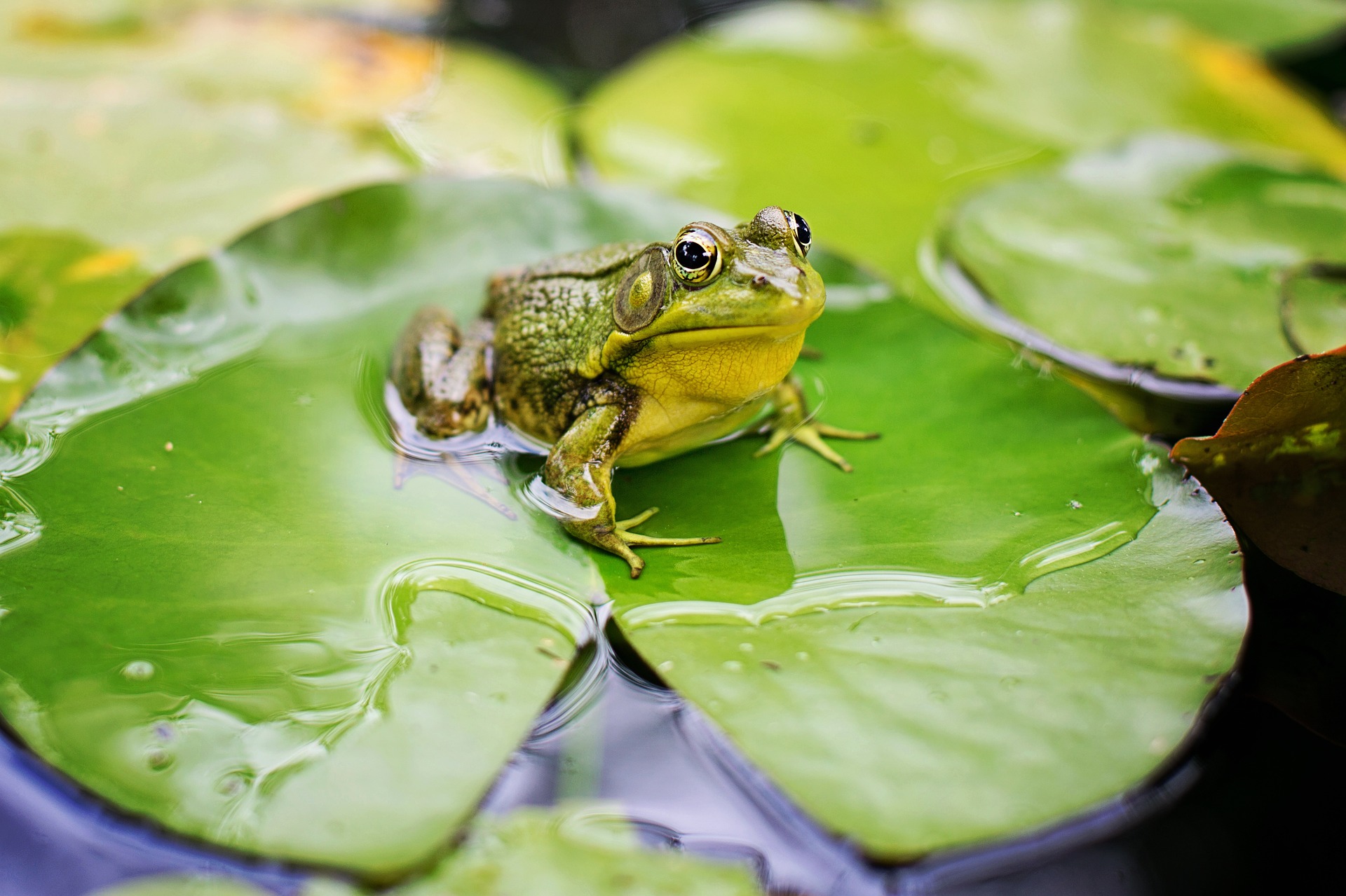 Book Babies + Toddler Time: Frog and Toad Tails