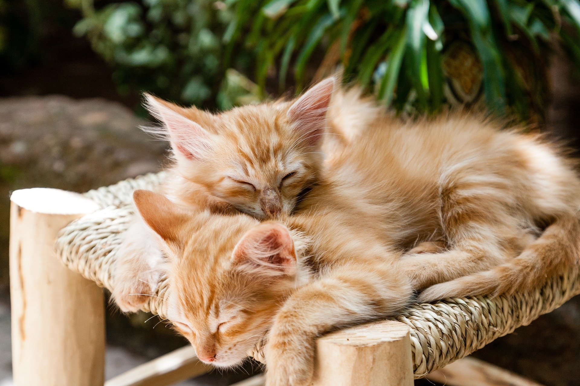 Book Babies + Toddler Time: Cats