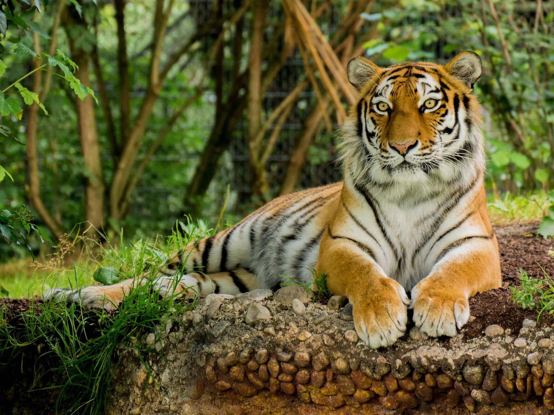 Storytime: Tiger Tales
