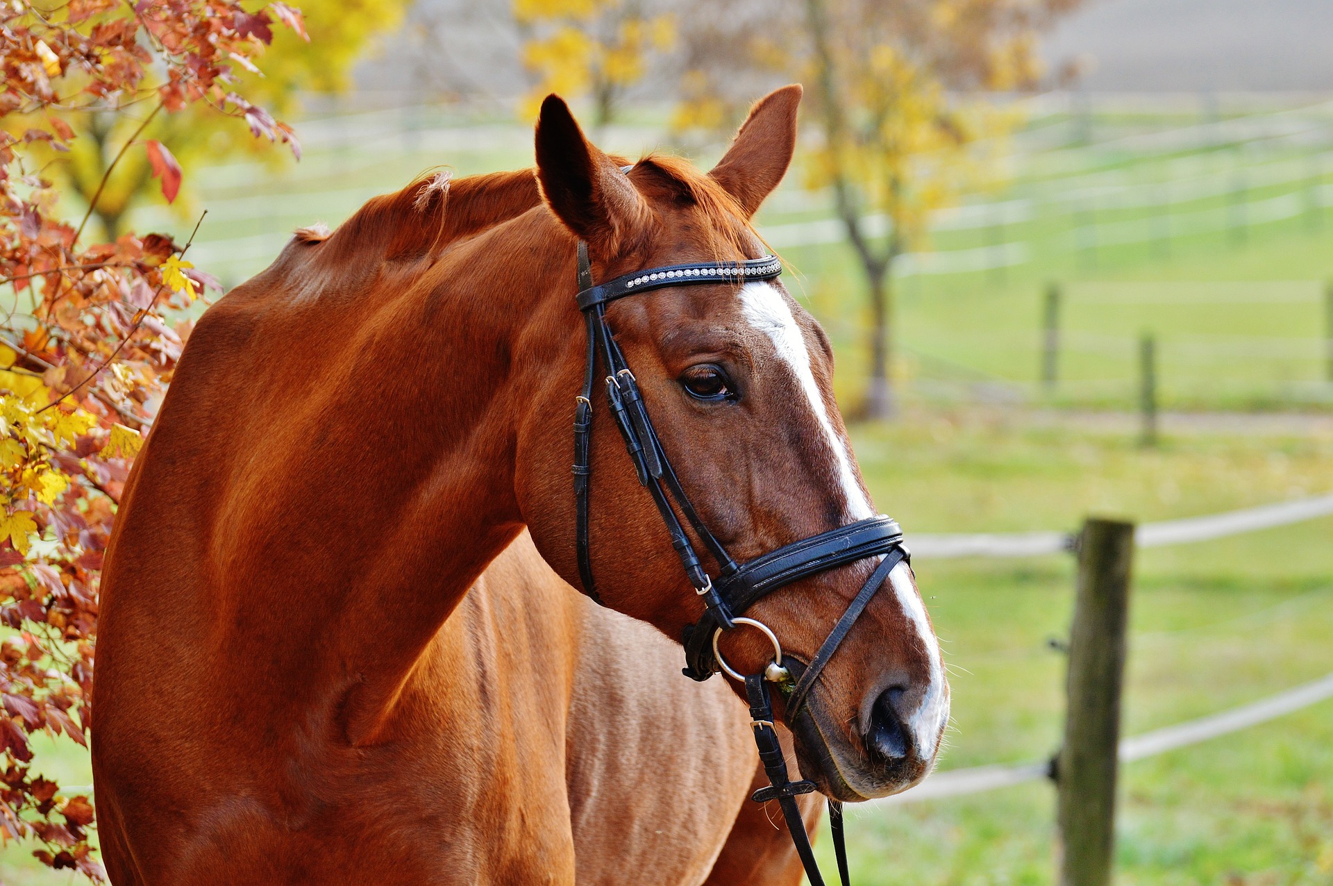 Storytime: Horses