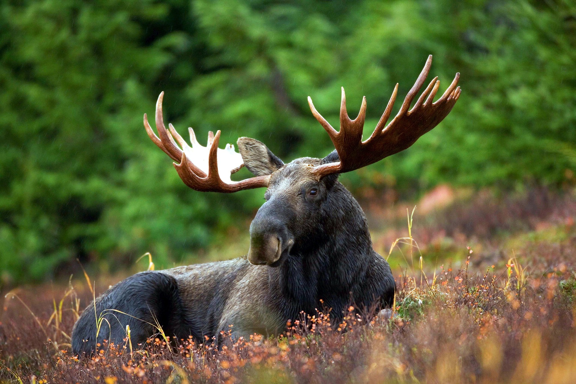 Storytime: Moose