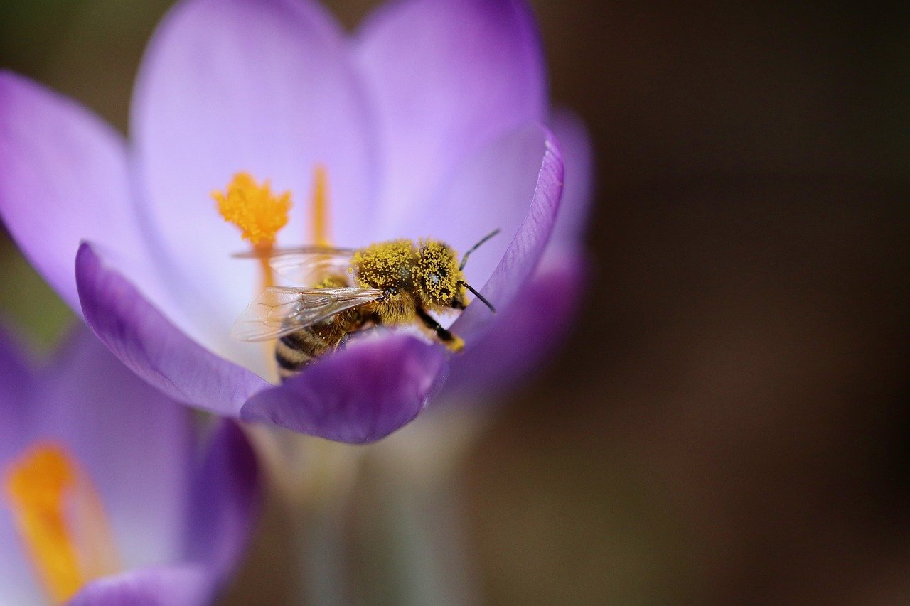 Storytime: “B” is for Bees