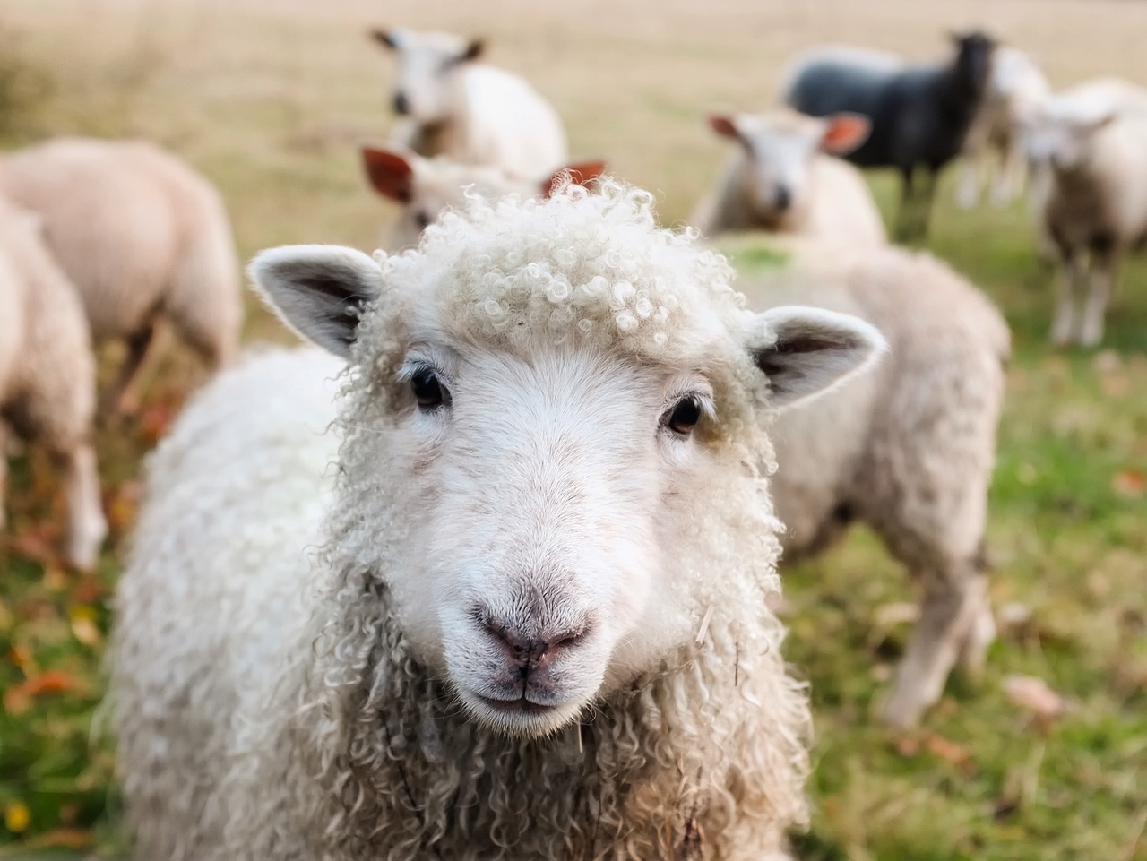 Fluffy white sheep in a meadow.