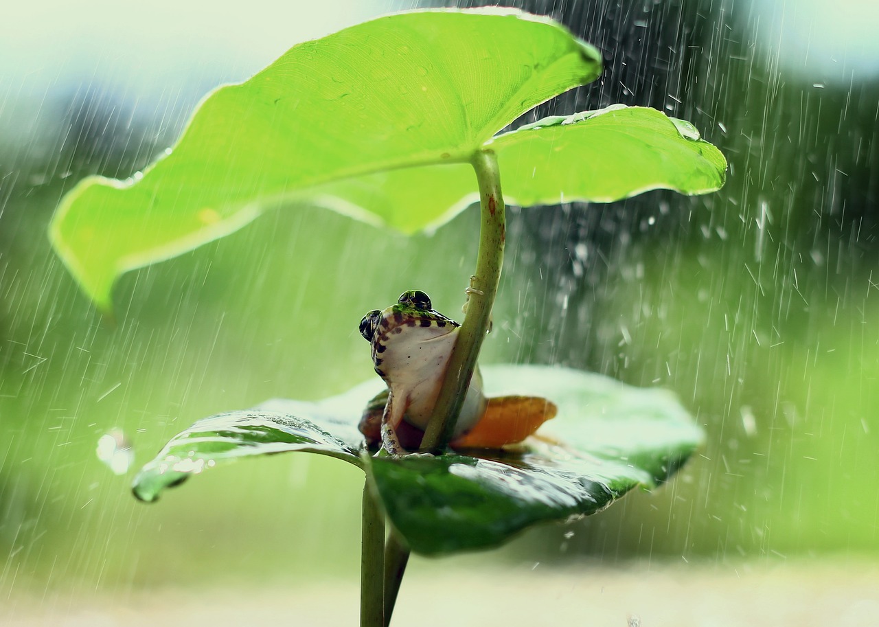 A frog sitting under a leaf in the rain.