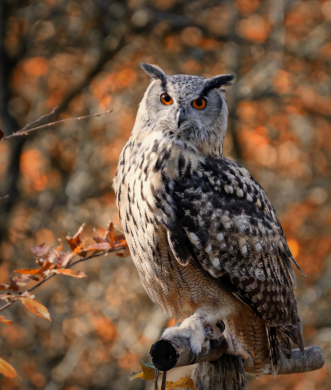 Owl sitting on a perch in front of autumn leaves.