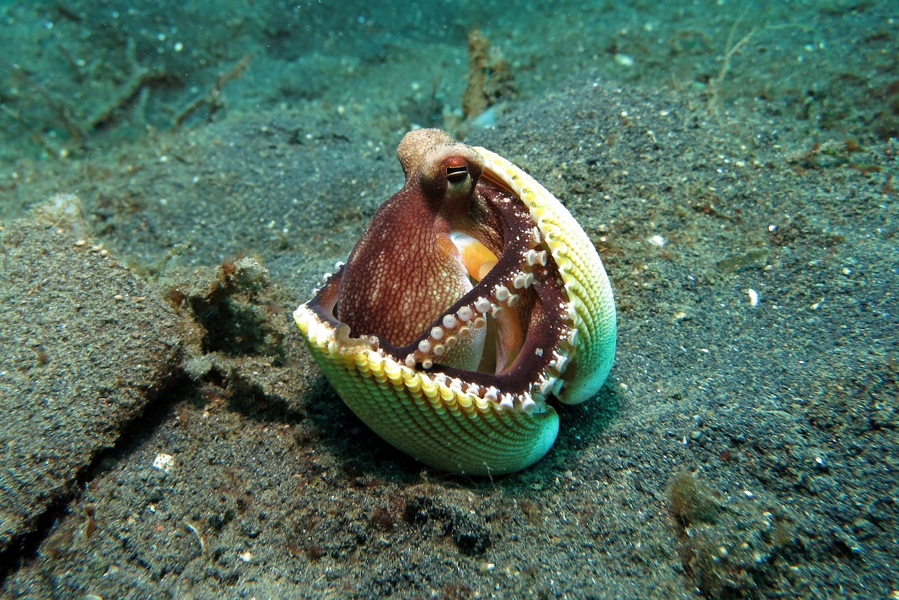 An octopus curled inside a shell on the ocean floor.