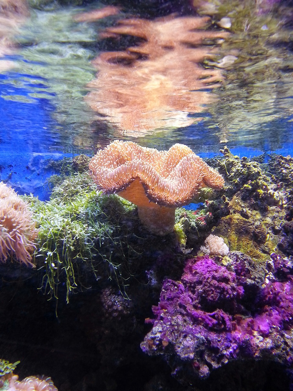 Coral reef under the surface of the water.