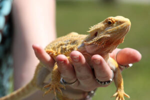A yellow-ish bearded dragon being held in someone's hand. The lizard seems very calm and friendly.