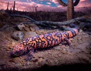 Picture of a gila monster, the only poisonous lizard native to North America. It lives in the deserts of the Southwest.