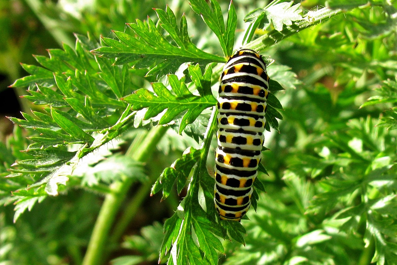 A fat caterpillar munching on leaves in a garden.
