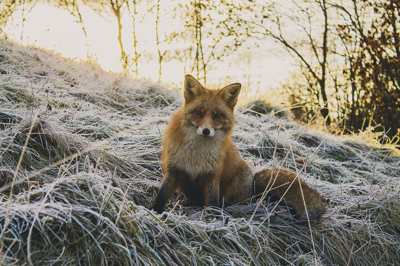A fox sitting in the frosted grass of a forest, gazing into your soul.