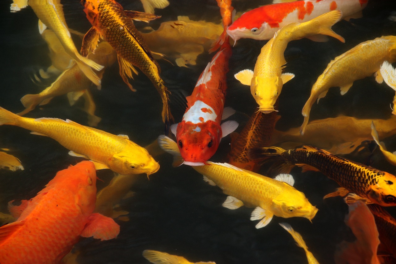 Brightly colored koi fish swimming in a pond.