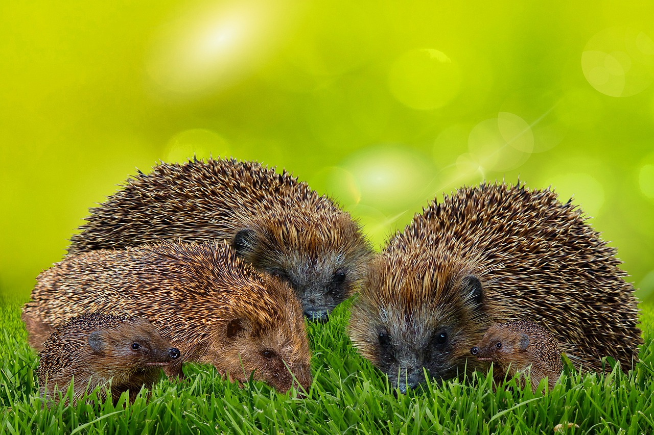 A group of hedgehogs on the grass.