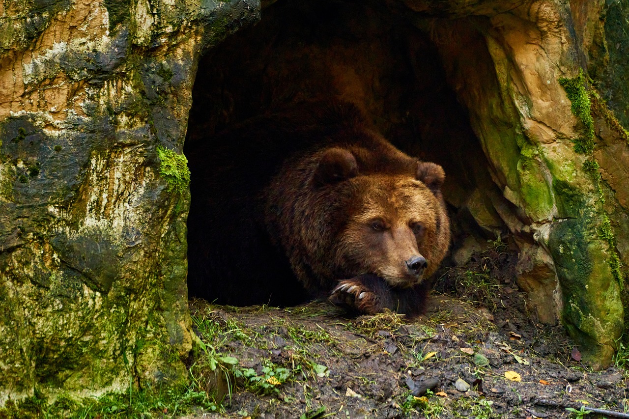 Brown bear chilling in a cave, preparing for hibernation.