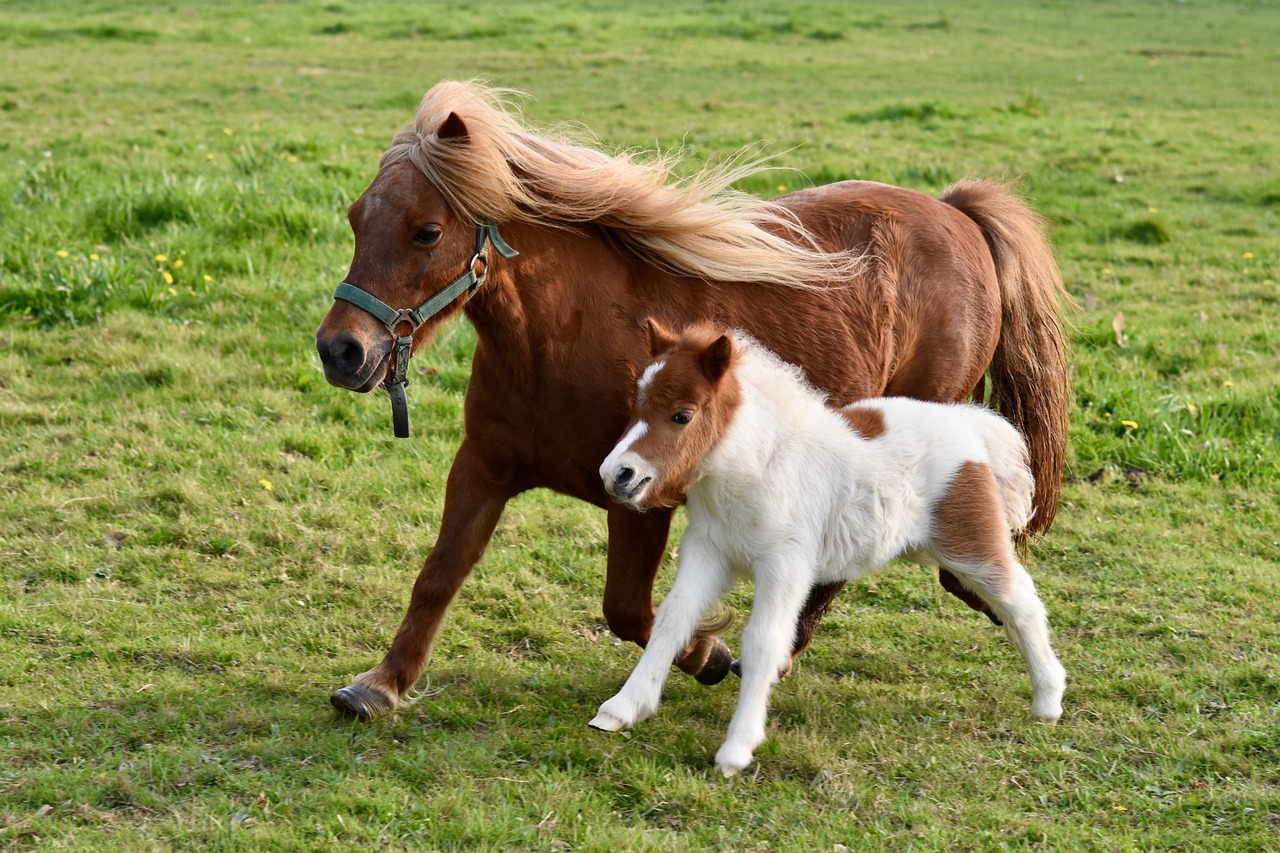 A Shetland pony and foal running in the grass.