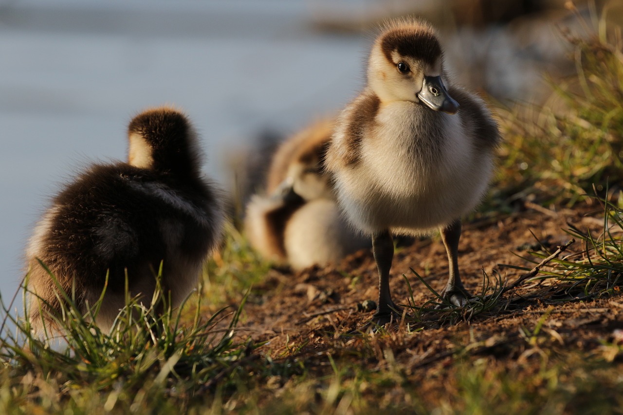 Sweet little goslings on a river bank.