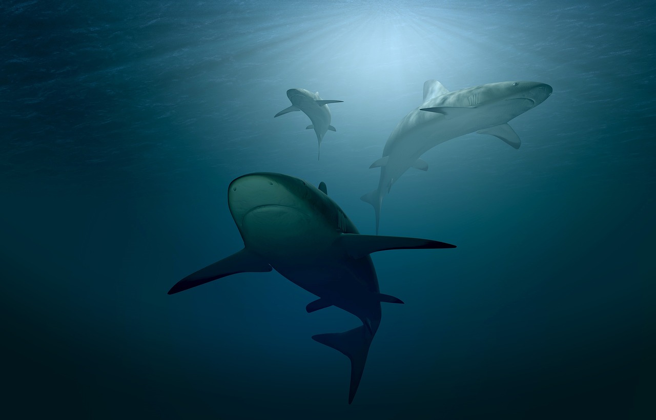 Three sharks gliding through the water in search of a meal.