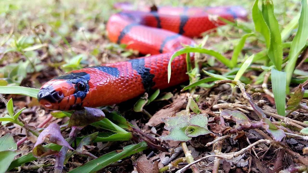 Red snake slithering in the green grass.