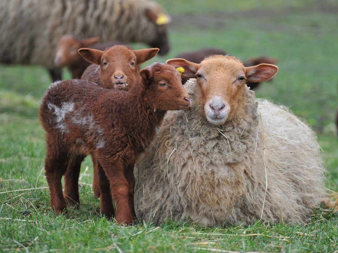 Two little baby lambs with their big mama sheep.