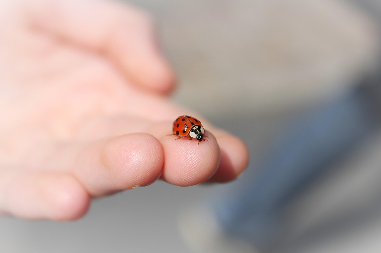 Ladybug crawling on the tip of a finger.