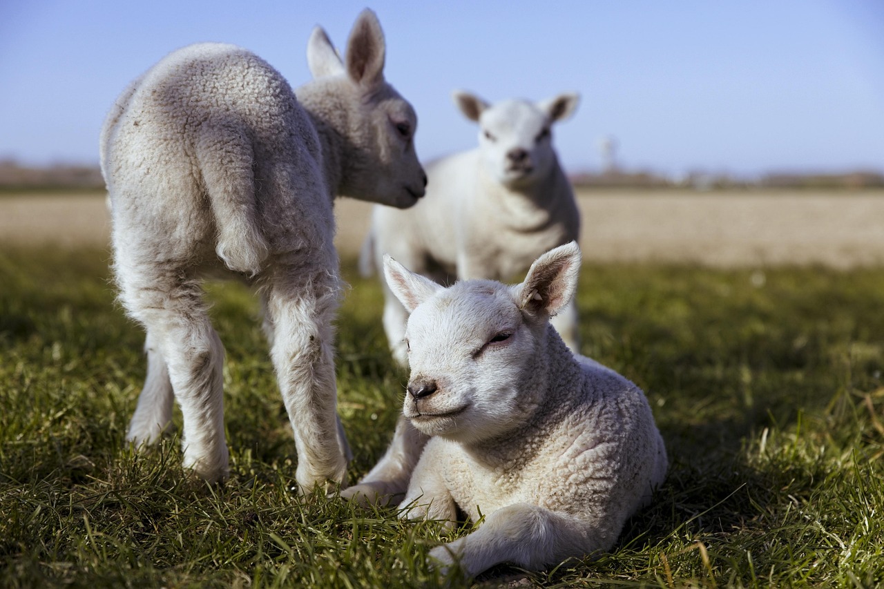 Three little lambs in a field, one lying in the grass and the other two standing up.