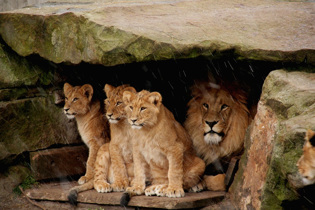 Pride of lions taking shelter under a rock from the rain.