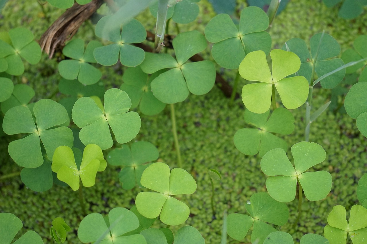 Four leaf clovers growing in a patch.