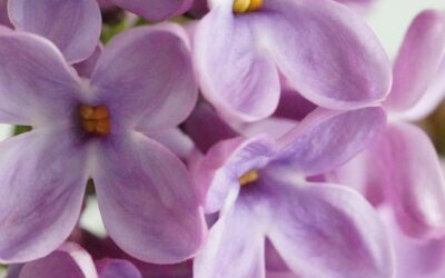 Storytime: Purple