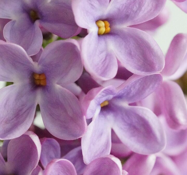 Storytime: Purple