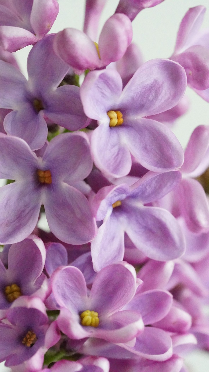 Pretty purple lilac blossoms.