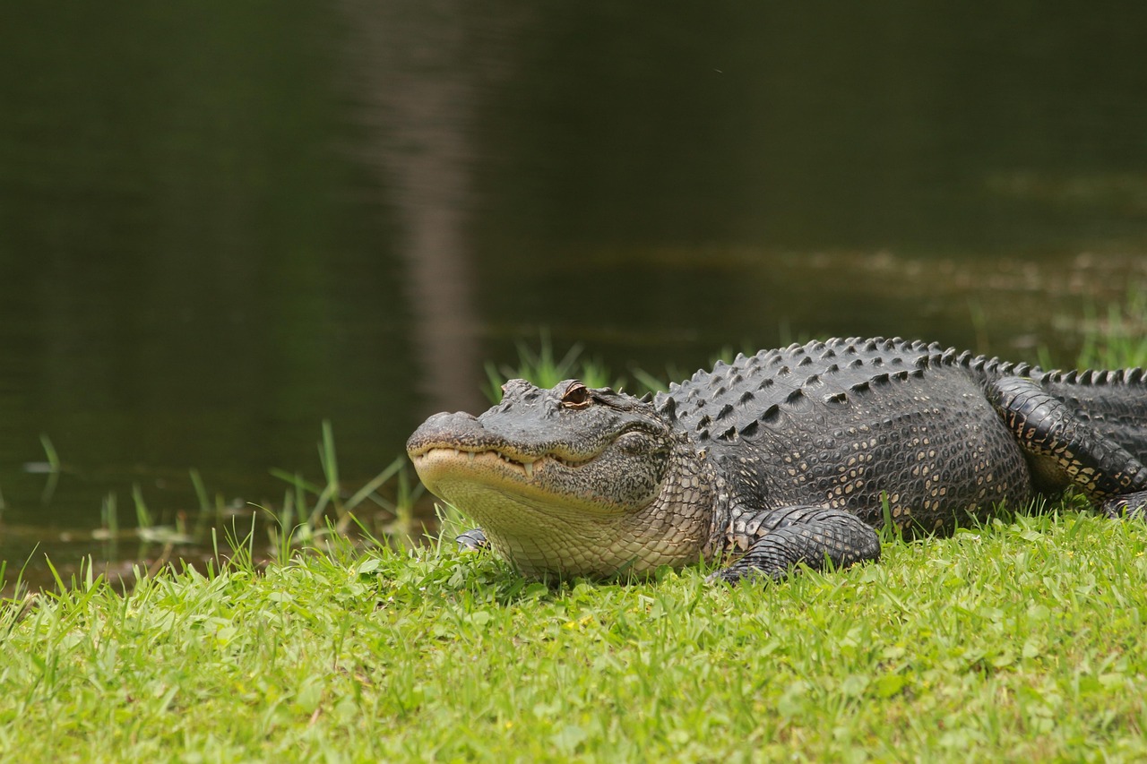 Alligator basking in the sun at the water's edge.
