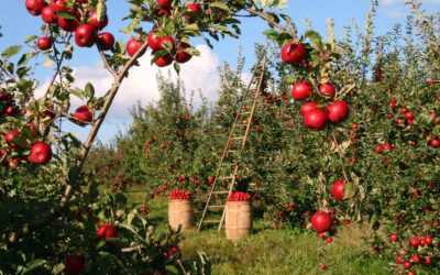 Story Time: A is for Apples