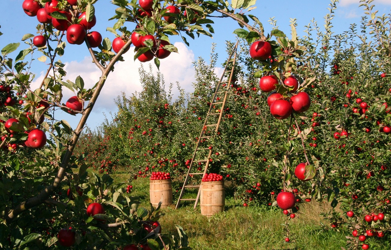 An apple orchard being harvested. Apples on the trees, in barrels, and there is a very unstable looking ladder.