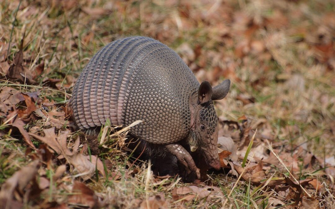Story Time: A is for Armadillo