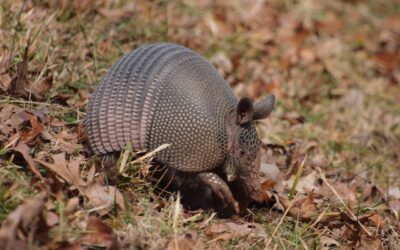 Story Time: A is for Armadillo