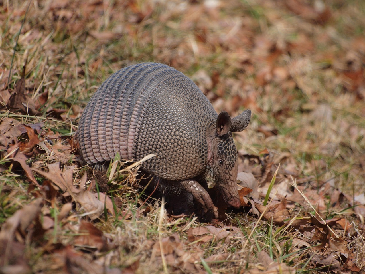 An armadillo snuffling in the grass and leaves.